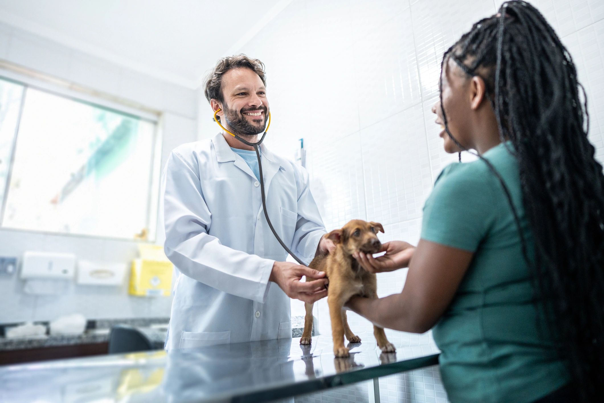Veterinarian providing care for a dog in a clinic