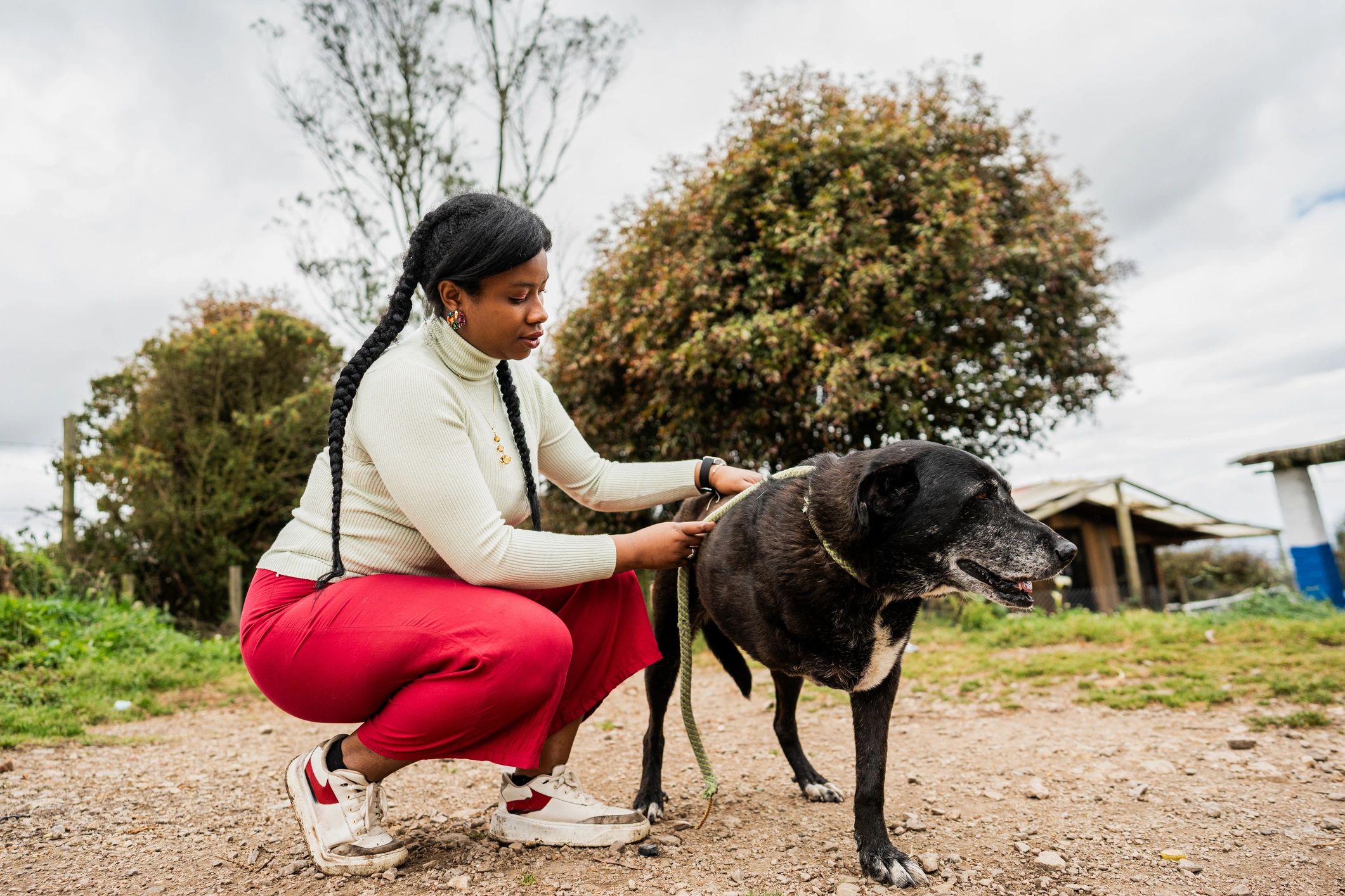 Pet owner caring for a dog outdoors