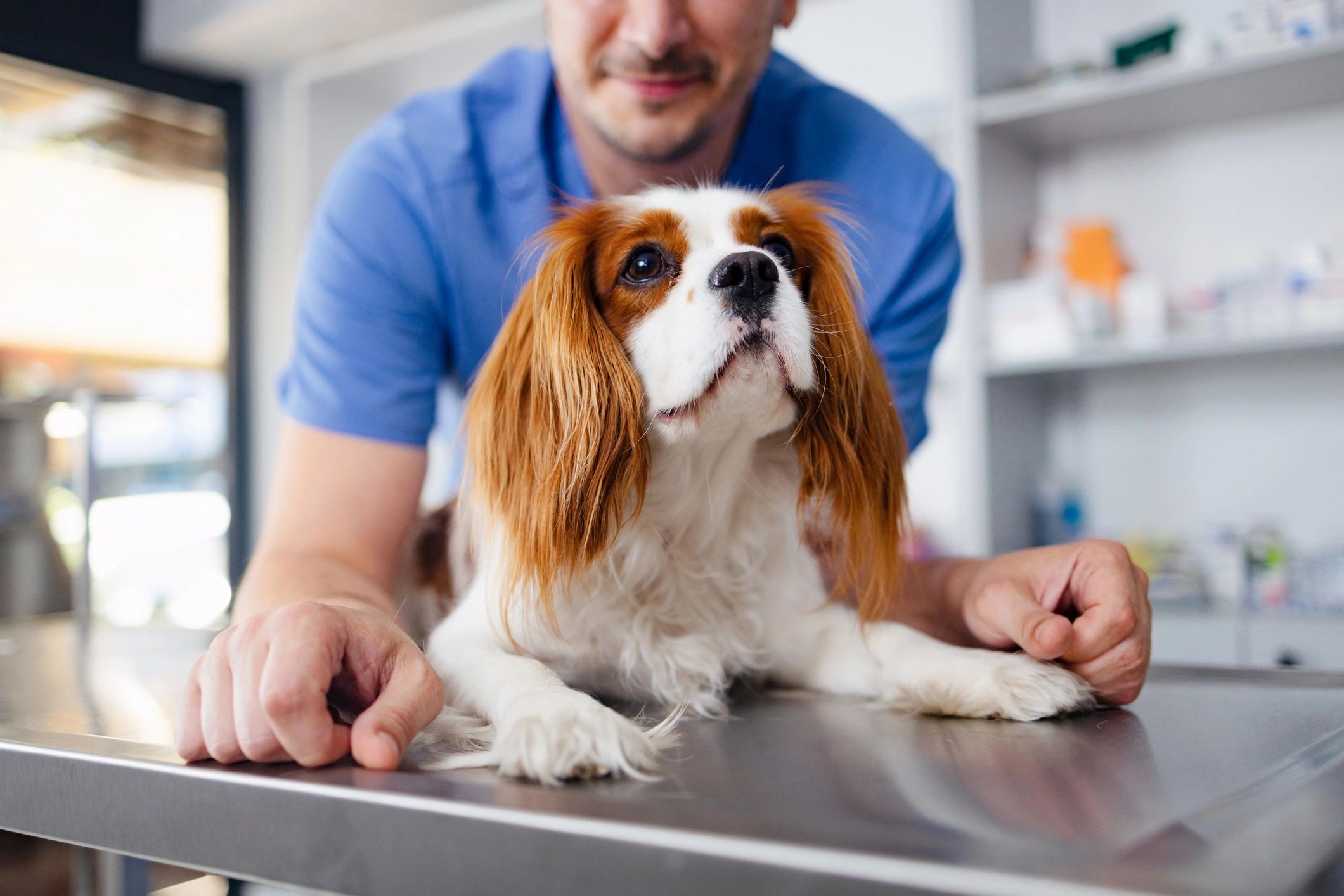 Veterinarian examining a dog at a clinic
